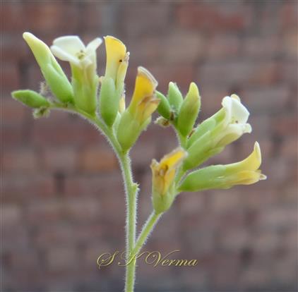  Inflorescence (Panicle of spikes)